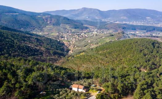 0096, Un rustico con oliveto in collina